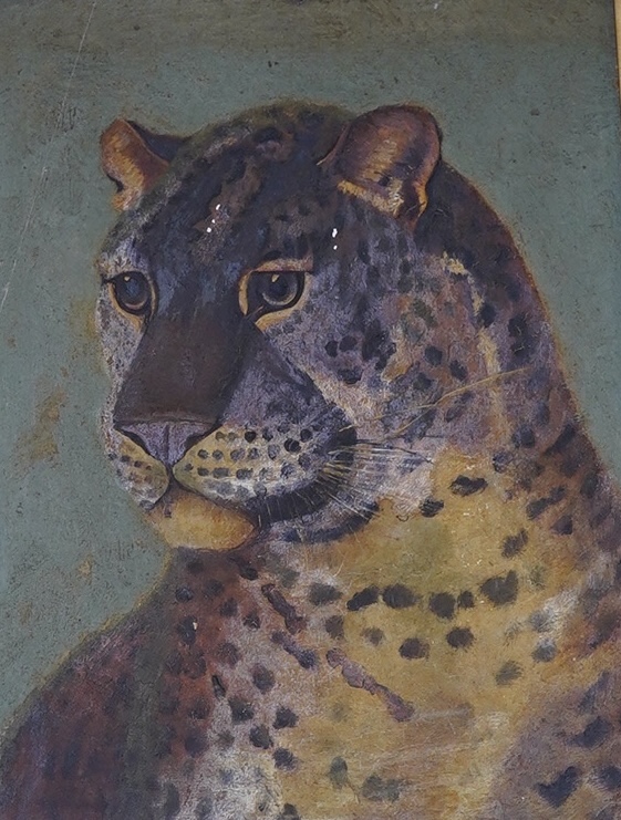 Early 20th century, oil on board, Study of a Leopard, unsigned, 29 x 21cm, gilt framed. Condition - poor to fair